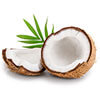 Coconut and Jojoba