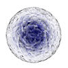 Grape Stem Cells