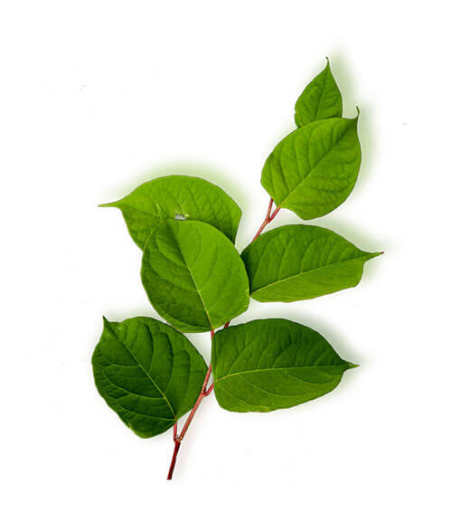 Knot Weed