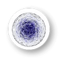 Grape Stem Cells