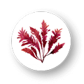 Red Algae Extract