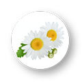Chamomile