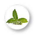 Tea Tree Oil