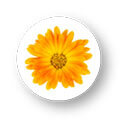 Calendula