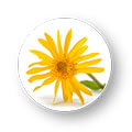 Arnica Montana