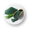 Chlorella