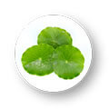 Gotu Kola